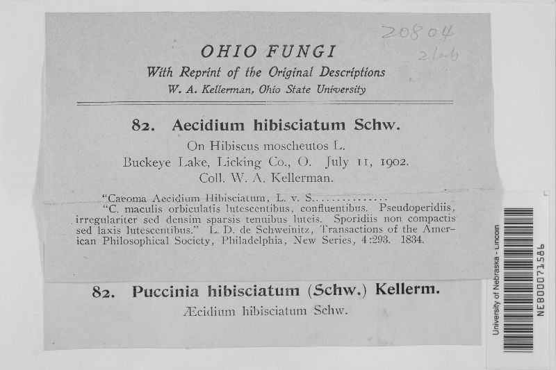 Puccinia hibisciatum image