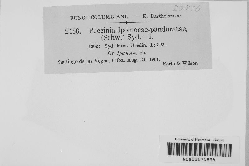 Puccinia ipomoeae-panduratae image