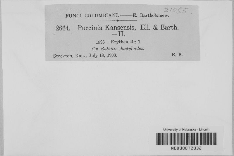 Puccinia kansensis image