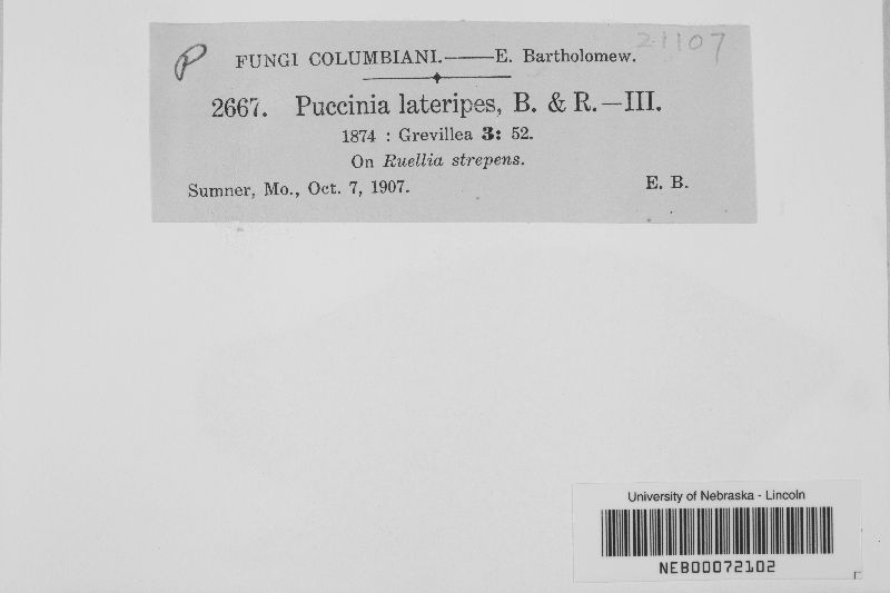 Puccinia lateripes image
