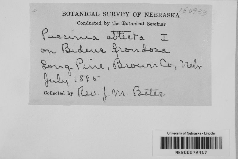 Puccinia obliterata image