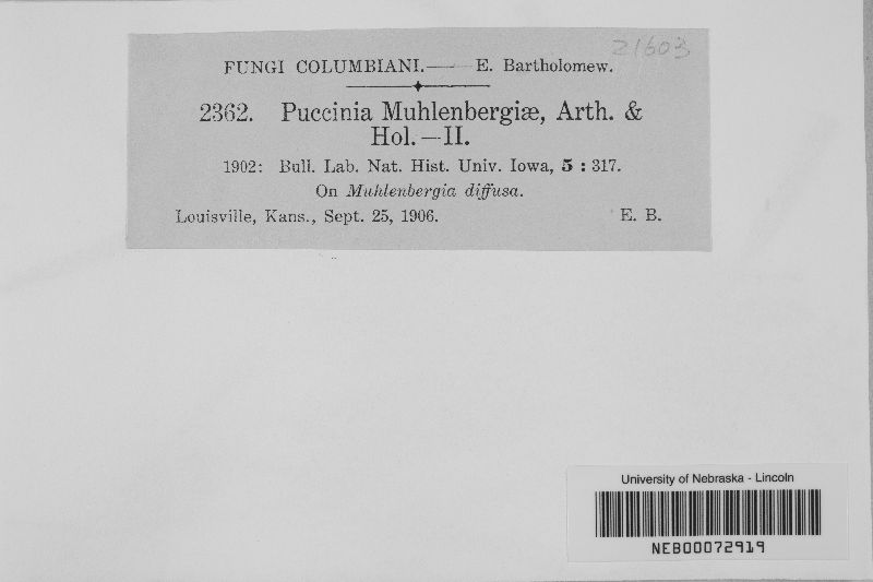Puccinia obliterata image