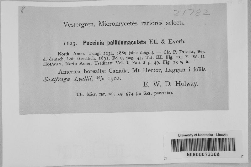 Puccinia pallidomaculata image