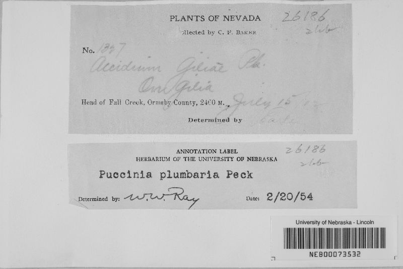 Puccinia plumbaria image