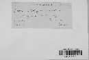 Puccinia polygoni-amphibii var. polygoni-amphibii image
