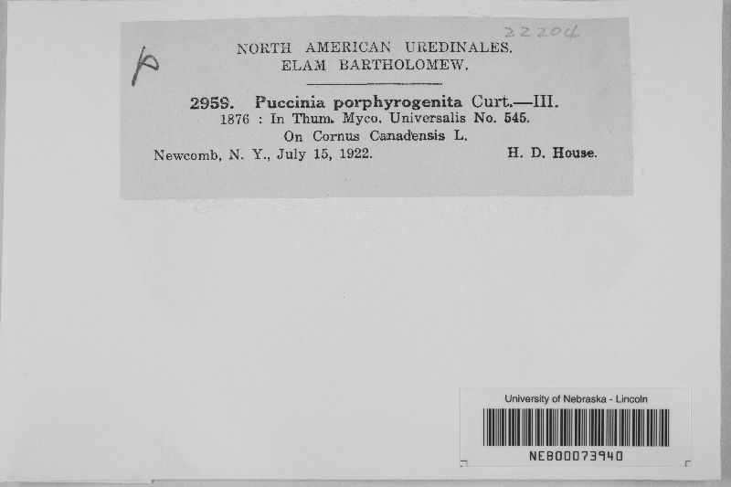 Puccinia porphyrogenita image