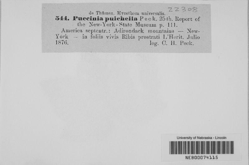 Puccinia pulchella image