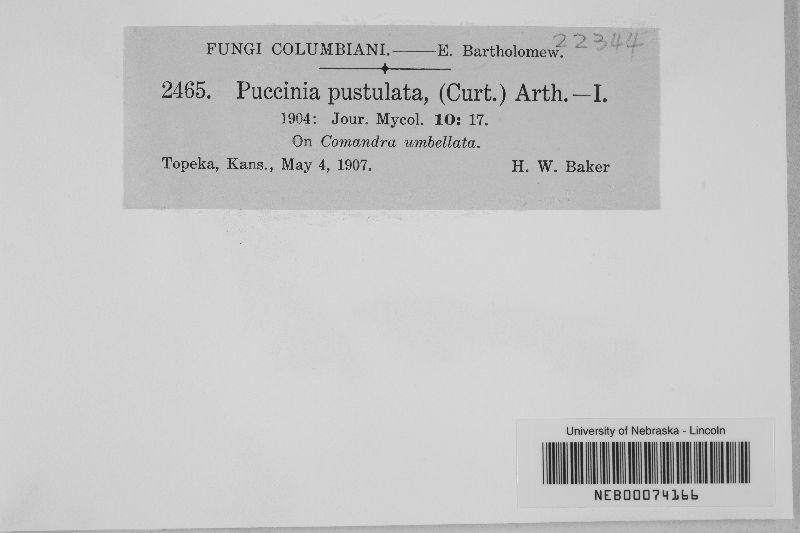 Puccinia pustulata image