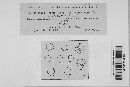 Puccinia coronata image