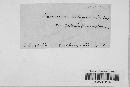 Puccinia recondita image