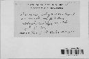 Puccinia recondita image