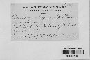 Puccinia recondita image
