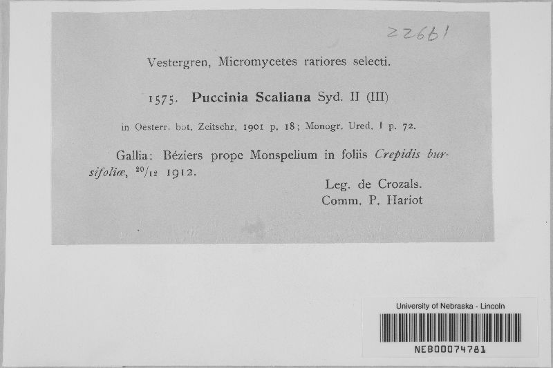 Puccinia scaliana image