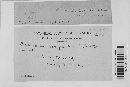 Puccinia sorghi image