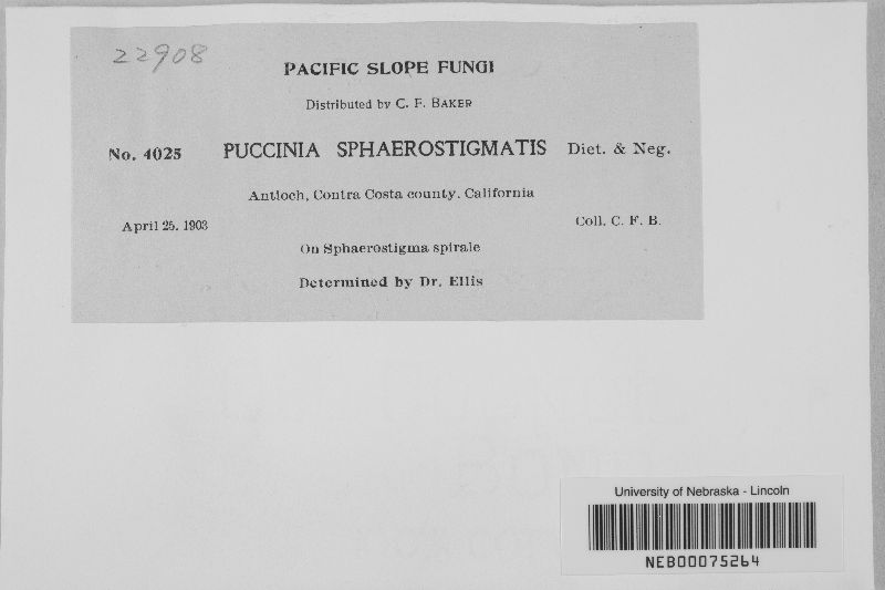 Puccinia sphaerostigmatis image
