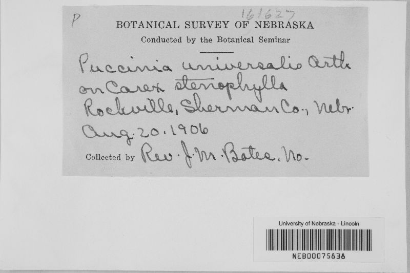 Puccinia universalis image