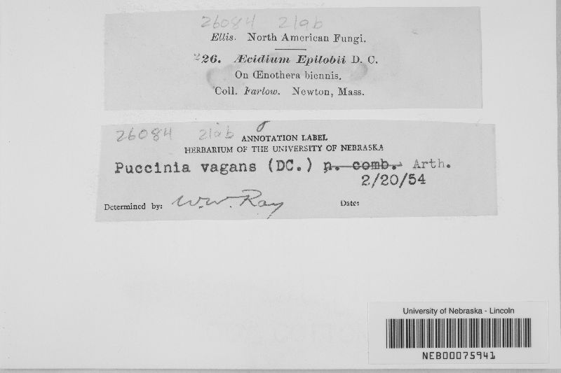 Puccinia vagans image