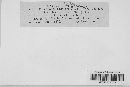 Puccinia veratri image