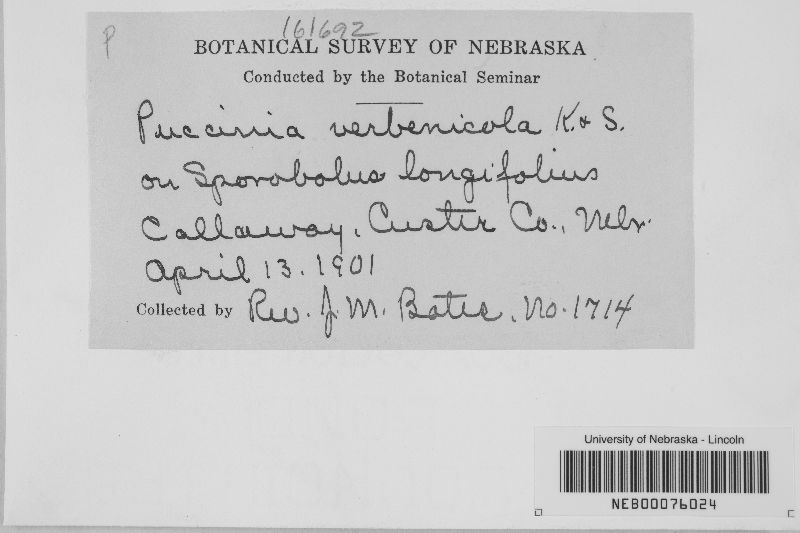 Puccinia verbenicola image