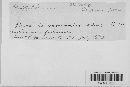Puccinia vernoniae image