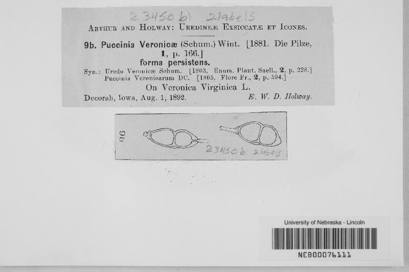 Puccinia veronicae f. persistens image