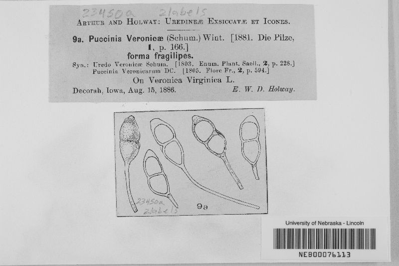 Puccinia veronicae f. fragilipes image