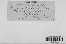 Puccinia windsoriae image