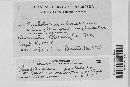 Pucciniastrum epilobii image