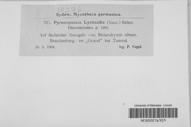 Pyrenopeziza lychnidis image