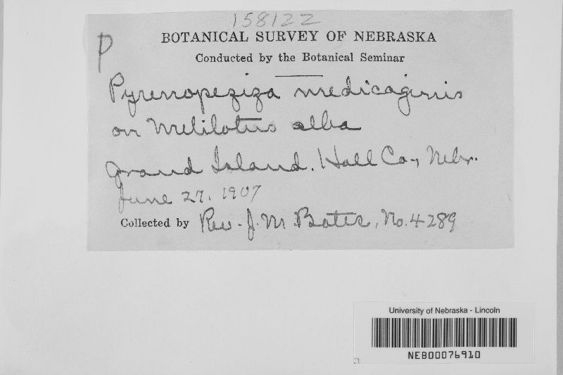 Leptotrochila image