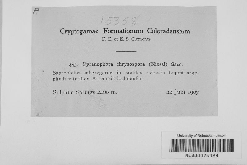 Pyrenophora chrysospora image