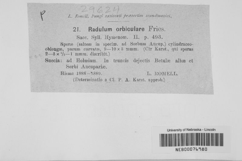 Basidioradulum radula image