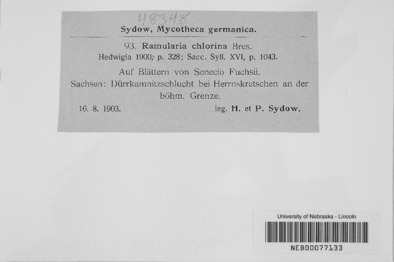 Ramularia chlorina image