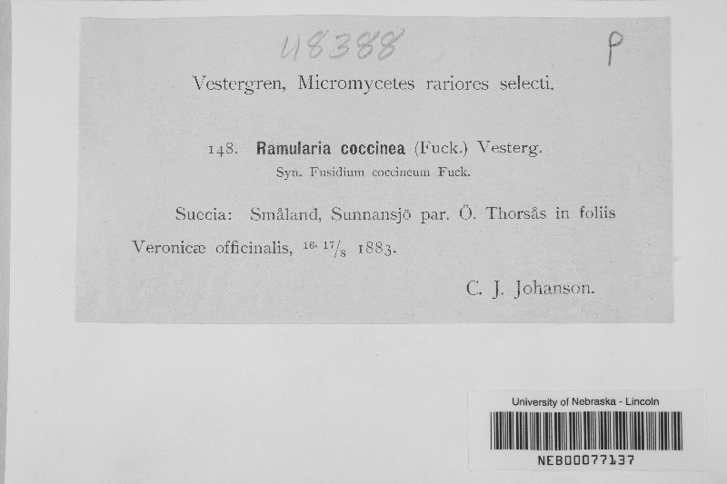 Ramularia coccinea image