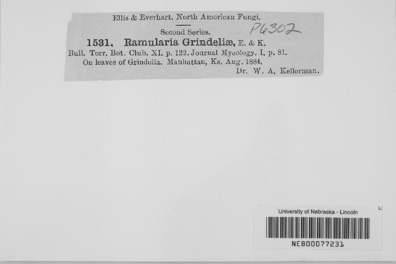 Ramularia grindeliae image