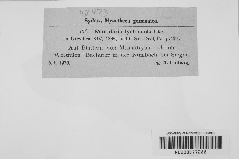 Ramularia lychnicola image