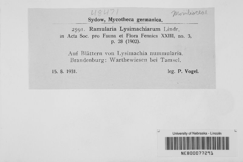 Ramularia lysimachiarum image