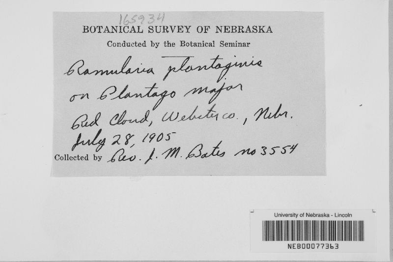 Ramularia rhabdospora image