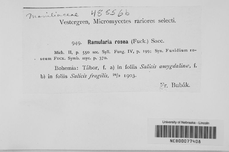 Ramularia rosea image