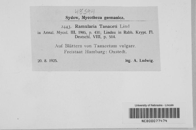 Ramularia tanaceti image