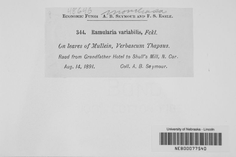 Ramularia variabilis image