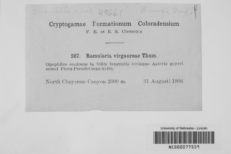 Cercosporella virgaureae image