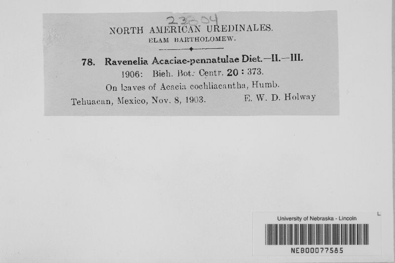 Ravenelia acaciae-pennatulae image