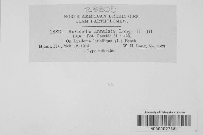 Ravenelia annulata image