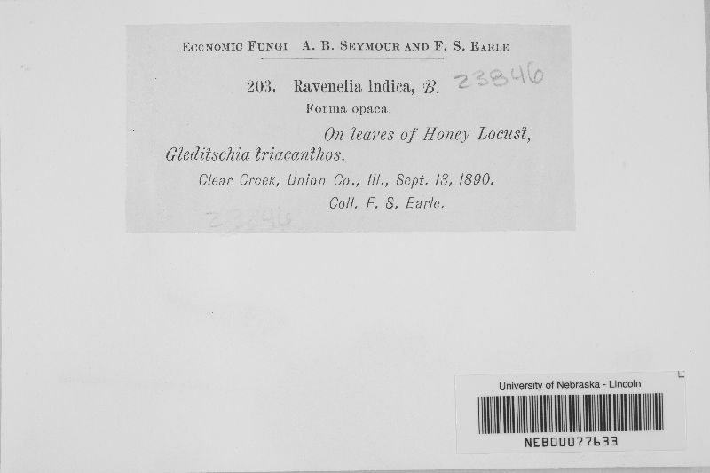 Ravenelia indica f. opaca image