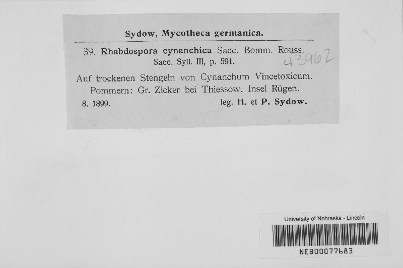 Rhabdospora cynanchica image