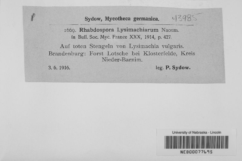 Rhabdospora lysimachiarum image