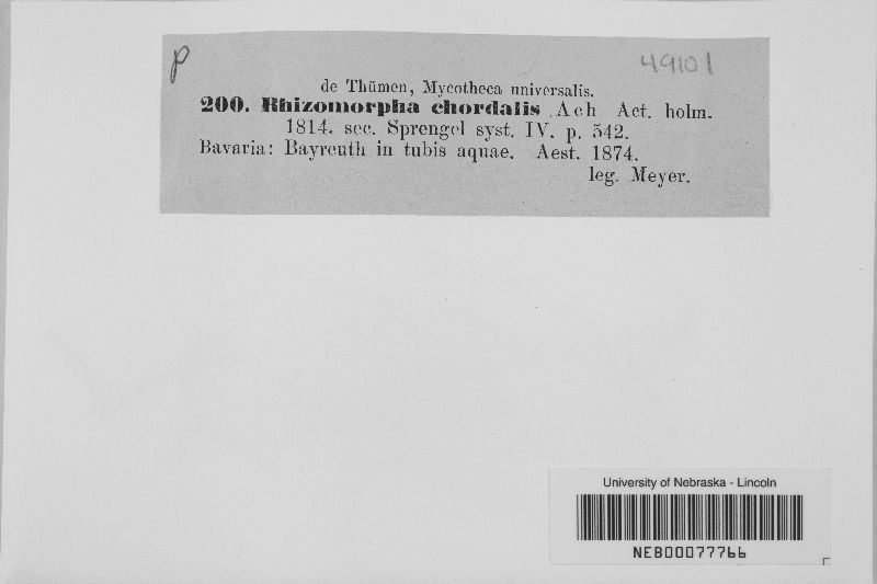 Rhizomorpha chordalis image