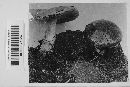 Russula emetica image