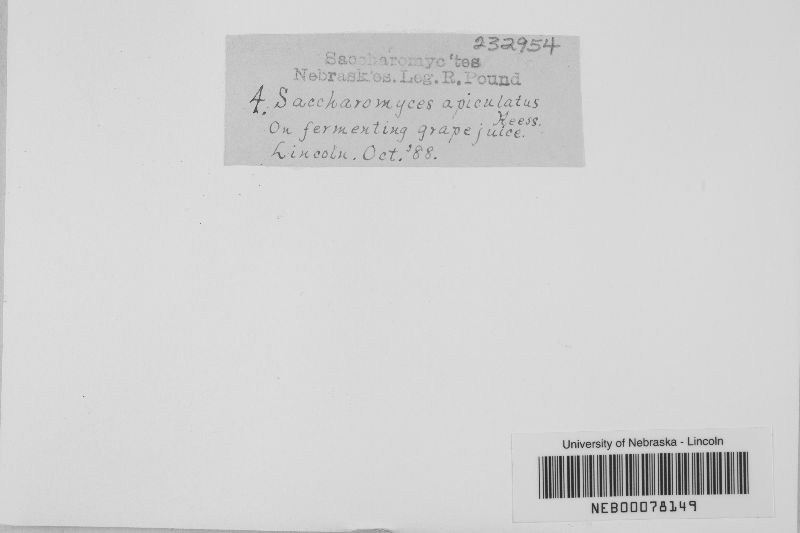 Hanseniaspora uvarum image